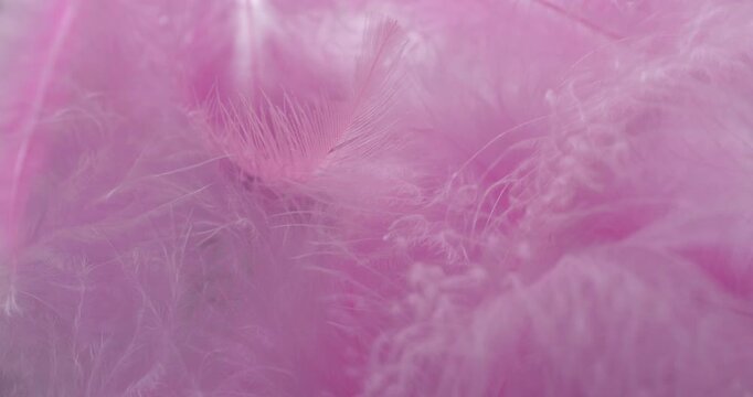 Pink feathers macro texture. Soft fluffy pink feathers with delicate fibers, smooth gentle movement. Ideal for beauty, fashion and dreamy backgrounds.  