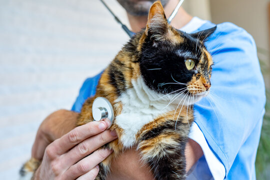 Veterinarian doctor treating domestic tricolor cat, performs physical exam on feline patient, professional pet care, Regular health check-up, compassionate pet care and routine veterinary examination