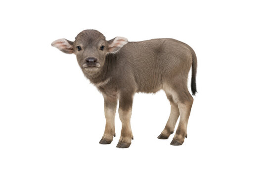 Cute baby water buffalo calf standing and looking at the camera, isolated on a clean white background. A young farm animal with a gentle expression, suitable for agriculture, livestock, farming