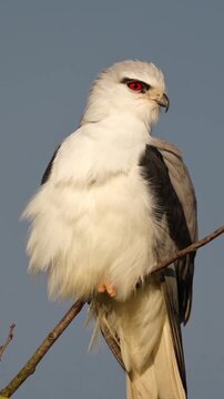 Black winged kite perched on a thin tree branch in this high definition nature video footage capturing the majestic bird of prey with striking red eyes observing its surroundings with intense focus wh