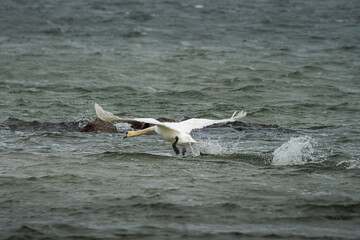 Naklejka premium Mute swan in dynamic takeoff with wings spread over choppy Baltic Sea water near Puttbus, Island of Rügen, Germany