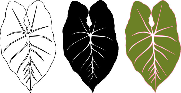 Caladium leaves icon set also common name elephant ear oheart of Jesus or angel wings. vector illustration in outline , silhouette and colors. basic design