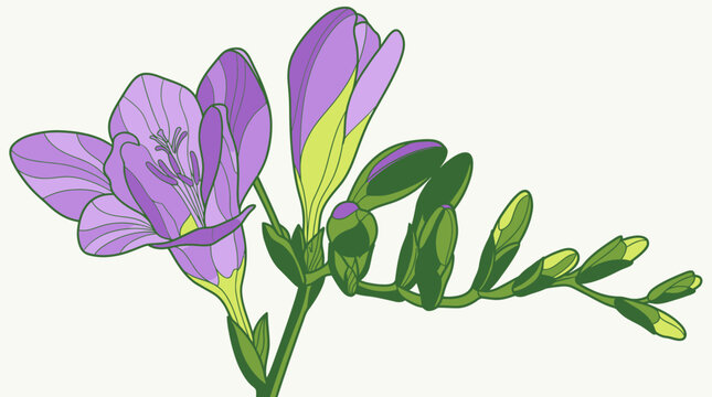 Illustration vectorielle d'une branche de fleur de freesia violette avec des boutons floraux ferm&eacute;s sur un fond clair, id&eacute;ale pour des designs botaniques &eacute;l&eacute;gants et printaniers.