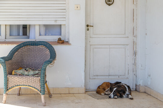 dog on the porch