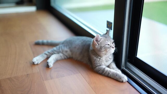 Gray tabby cat lounges near window frame. Eyes half-closed, relaxed posture, soft indoor lighting. Calm, cozy, quiet moment. Perfect for tranquil home or pet lifestyle scenes