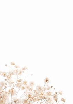 Elegant wedding invitation card template A5 size with dried gypsophila flowers on white background