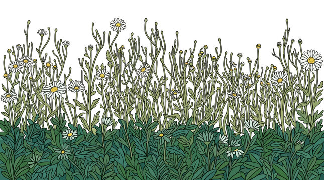 Illustrazione botanica di un prato di margherite selvatiche con fiori bianchi e steli verdi su sfondo bianco, ideale per design naturale e decorazioni floreali primaverili.