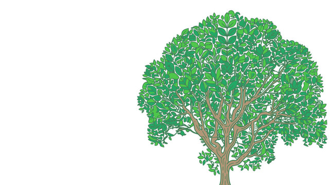 Eine detaillierte Illustration eines einzelnen gr&uuml;nen Laubbaums mit &uuml;ppiger Baumkrone, isoliert auf einem rein wei&szlig;en Hintergrund f&uuml;r grafische Designprojekte.