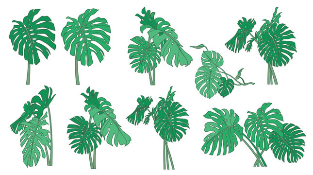 Conjunto de ilustraciones vectoriales de hojas de monstera deliciosa en diferentes posiciones, ideales para dise&ntilde;os bot&aacute;nicos, decoraci&oacute;n de interiores y proyectos de arte gr&aacute;fico natural.