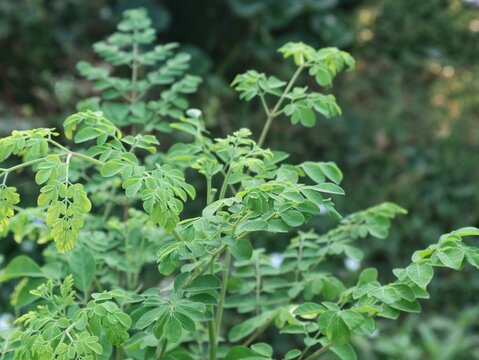 Close-up green moringa oleifera leaves growing on branches outdoors. Ideal for concepts related to healthy superfood, herbal medicine, nutrition, agriculture, organic farming, and traditional remedies
