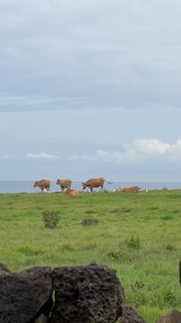 Brown Cows Grazing in Coastal Meadow with White Egrets and Ocean Under Dramatic Sky. Peaceful agricultural landscape combining livestock, coastal nature, wildlife, sustainable farming