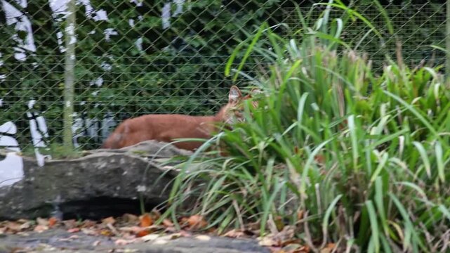Chinese Dhole Wild Dog Running in Slow Motion
