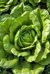 Fototapeta premium Fresh green butterhead lettuce growing in garden