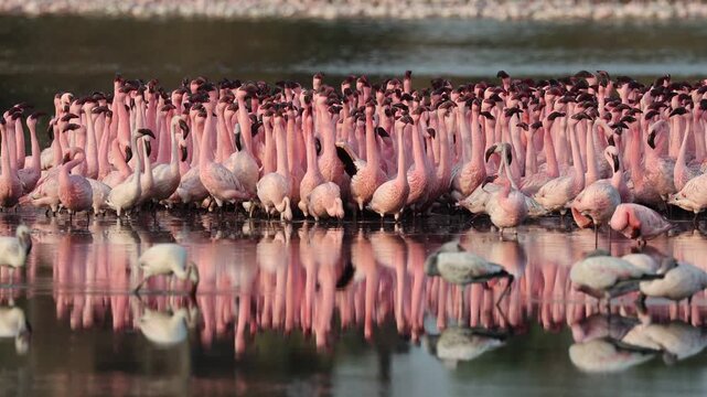 pink flamingos migrating annually during winter from cooler northern regions, at a wetland in Navi Mumbai India clicked in the month of May 2026