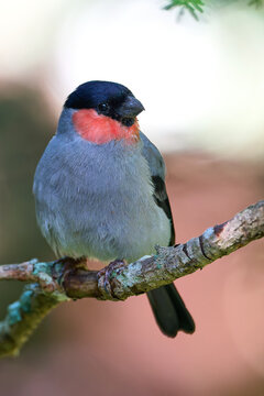 Male Eurasian bullfinch (Pyrrhula pyrrula) with bright pink cheeks perched on a branch around Mount Fuji.