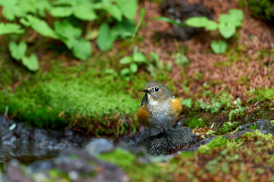 Red-flanked bluetail (Tarsiger cyanurus) perched on a mossy volcanic rock around Mount Fuji.