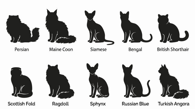 Collection of Cat Breeds Silhouettes: A visually organized chart displaying the distinct silhouettes of ten popular cat breeds, from the fluffy Persian to the sleek Siamese.
