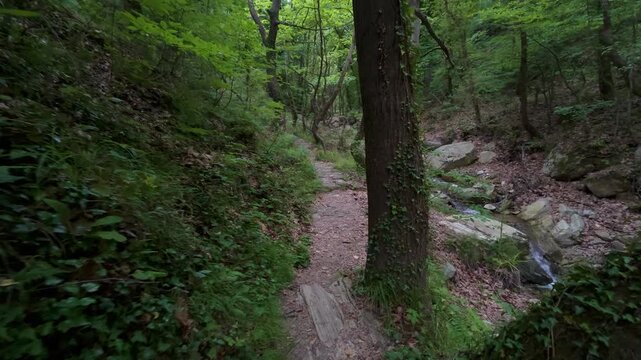 First person view hiking on a stone path through a green forest