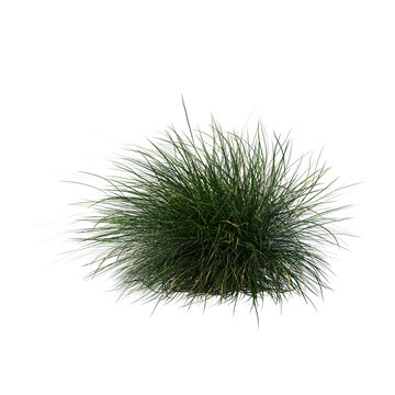 Pennisetum setaceum ornamental grass bush isolated transparent background photo realistic 3d rendering PNG 16 bit with alpha channel