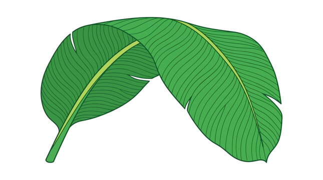 Ilustra&ccedil;&atilde;o vetorial de duas folhas de bananeira verdes sobre fundo branco, com detalhes de nervuras realistas e contornos n&iacute;tidos para design tropical e bot&acirc;nico.
