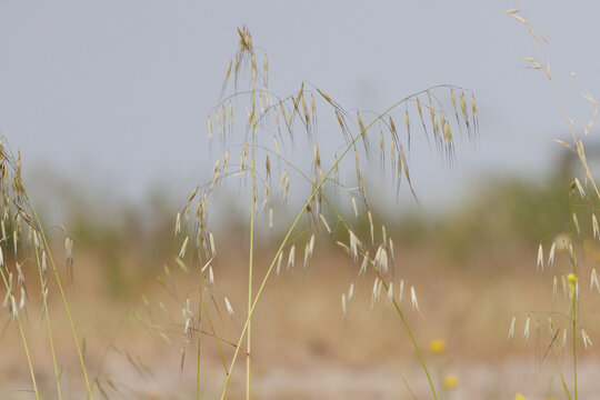 Wild oat plants growing in dry summer field