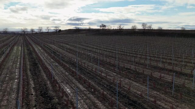 Aerial low altitude forward view over winter vineyard rows with dormant grapevines