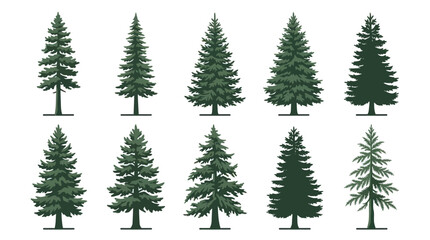 Obraz premium Collection of evergreen trees