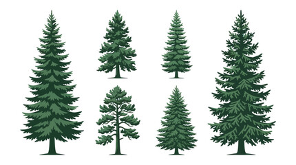 Obraz premium Collection of evergreen trees