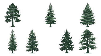 Obraz premium Collection of evergreen trees