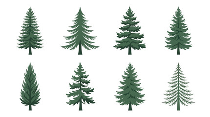 Obraz premium Collection of evergreen trees