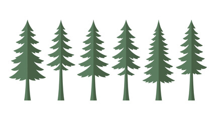 Obraz premium Group of evergreen trees