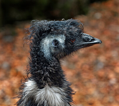 Ostrich emu`s head. The biggest australian bird. Latin name - Dromaius novaehollandiae