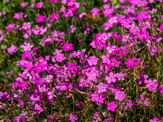 Obraz premium A lush carpet of vibrant pink dianthus flowers in full bloom on a sunny summer day