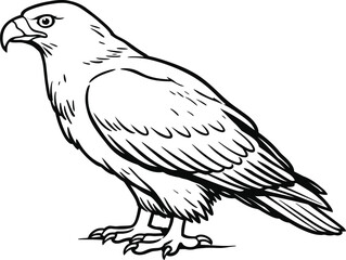 Fototapeta premium Eagle bird vector, standing wildlife animal line drawing