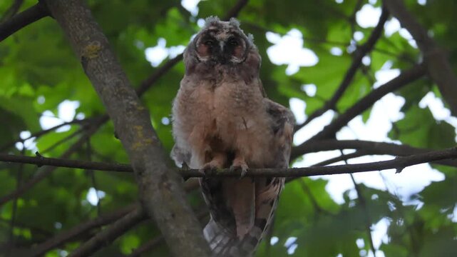 Wildlife footage of a juvenile long-eared owl (Asio otus) perched on a maple tree branch, stretching its wing, defecating, and then shaking its feathers.