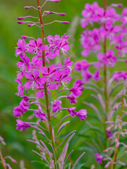 Fototapeta premium Chamaenerium angustifolium, or Fireweed narrow-leaved ( Epilobium angustifolium ) is a perennial herbaceous flowering plant of the fireweed family