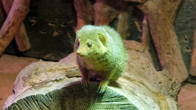 common dwarf mongoose (Helogale parvula) standing on a log
