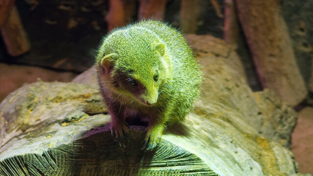 common dwarf mongoose (Helogale parvula) standing on a log