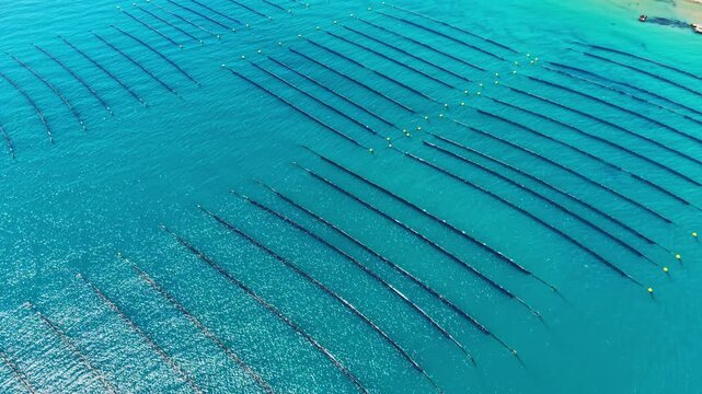 A mussel farm is present in the coastal area. Long lines stretch across the water, showing the setup used for growing mussels on the surface.