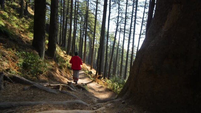 Hiker walking on a narrow mountain trail through pine forest in Chakrata, Dehradun, Uttarakhand