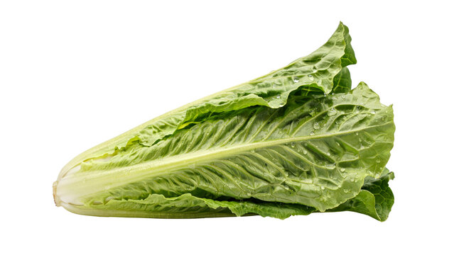Fresh organic romaine lettuce head with vibrant green leaves and water droplets captured in a high resolution studio shot presented on transparent background