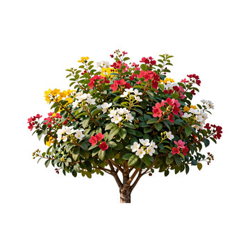 Colorful blossom tree isolated on white background in full bloom