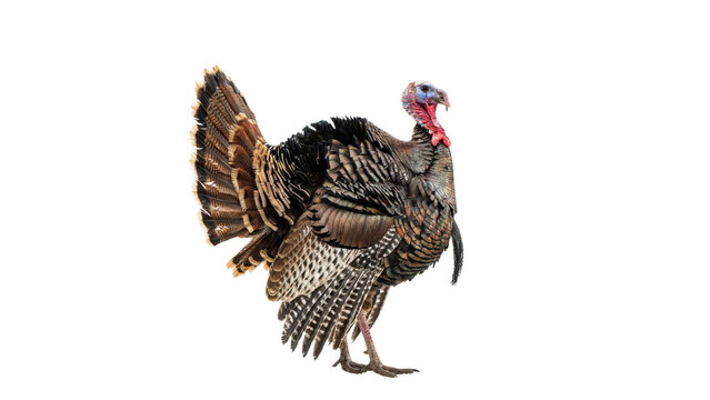 Majestic male wild turkey standing with beautiful brown and black feathers displaying its magnificent plumage and bright red wattle detail captured isolated on transparent background
