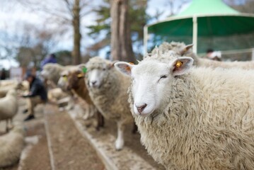 Fototapeta premium 土の地面に立つ羊の群れと牧場の屋外風景 Flock of sheep standing on a dirt enclosure in a farm setting 