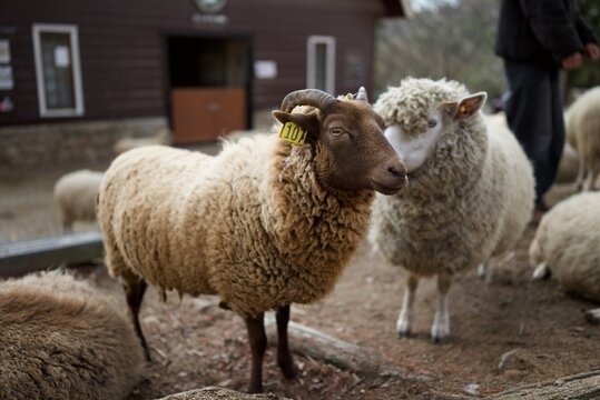 毛色の異なる羊が並ぶ牧場の穏やかな屋外風景  
Two contrasting sheep standing together in a calm farm setting
