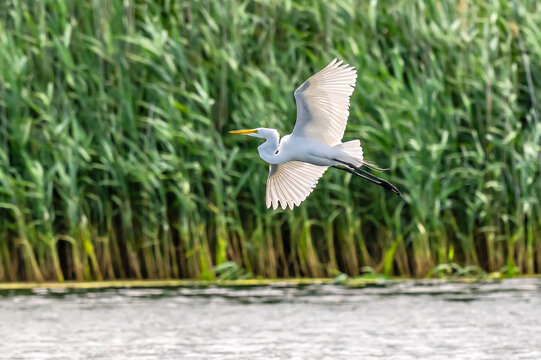 A snowy egret in flight