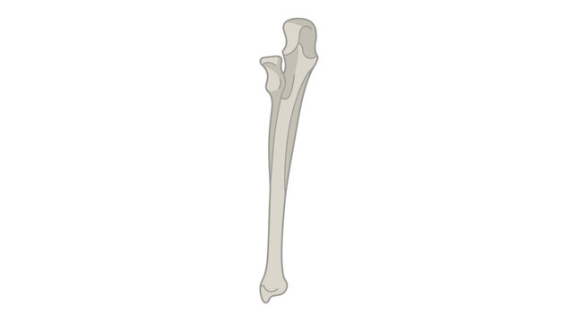 Human Ulna Bone Vector Illustration