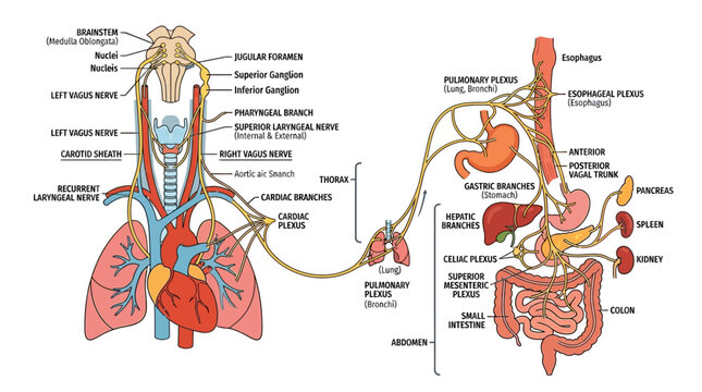 Vagus Nerve Anatomy Infographic Vector