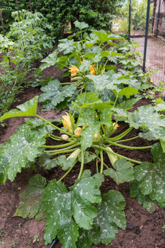 Healthy Zucchini Plants Growing in Rows After Summer Rain