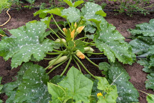 Large Healthy Zucchini Plant with Blossoms and Ripe Fruits After Rain